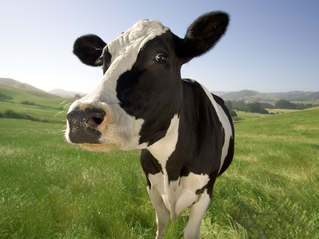 La-vaca | Kuriositeetit